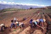 Peru - pěstování brambor